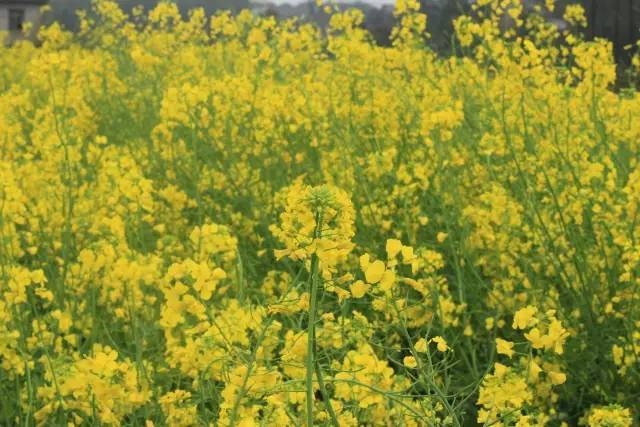 全职高手之巅峰荣耀