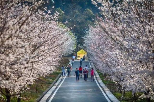 养蜂人（普通话版）
