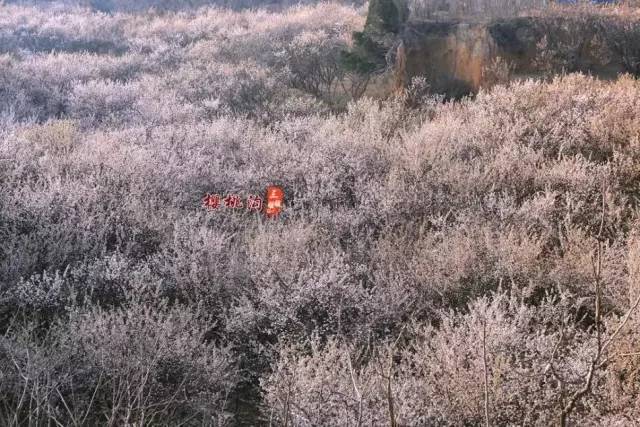 冲天火(普通话版)